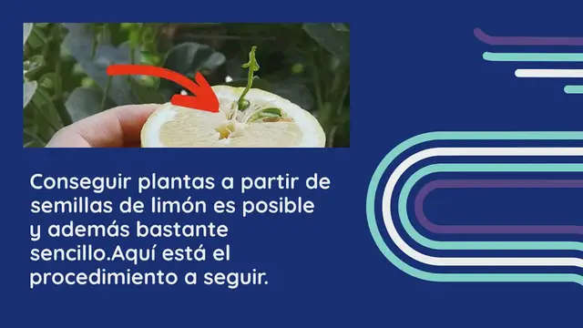 'Video thumbnail for Cómo germinar semillas de limón, revelada la táctica infalible de todo viverista'