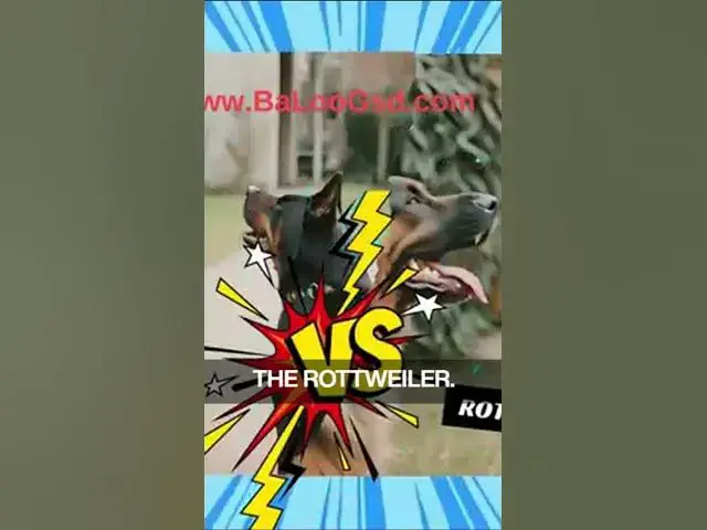 'Video thumbnail for German Shepherd Vs Rottweiler 4'