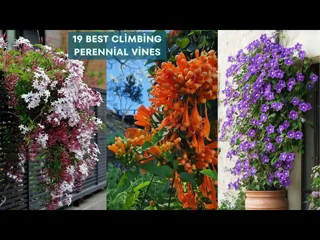 'Video thumbnail for 19 Best Climbing Perennial Vines'
