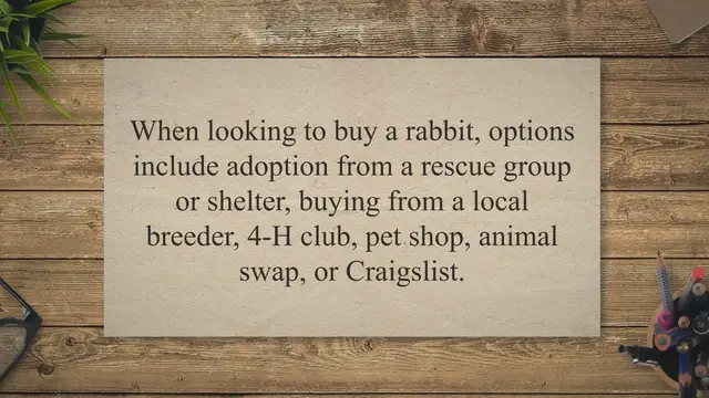 'Video thumbnail for Where Can I Buy a Rabbit? Rabbit Guide 2023'