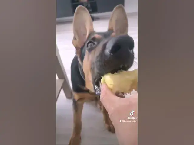 'Video thumbnail for #happydog #gsd #dog #happy #germanshepherd'