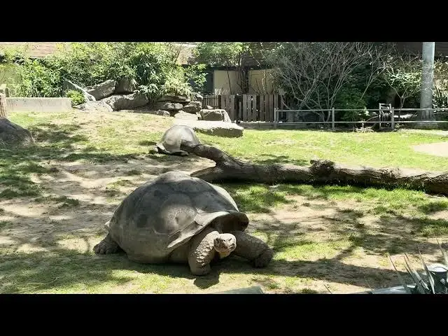 'Video thumbnail for Philadelphia Zoo Welcomes Historic Galapagos Tortoise Hatchlings'
