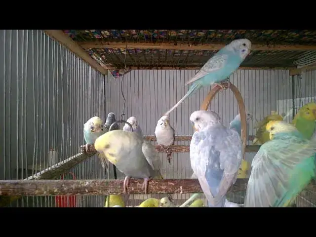 'Video thumbnail for So Much Love in One Chirp 💕🎵  Cutest Budgie Compilation'