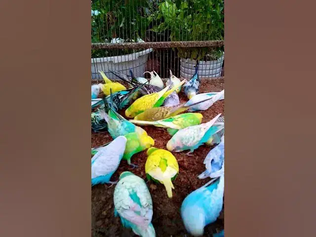 'Video thumbnail for This Amazon bird toy is SO COOL#birds#parrot #birdslover #budgis #lovebirds #budgiegar #cute #health'