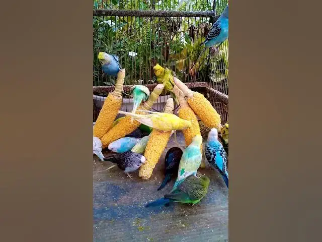 'Video thumbnail for This Amazon bird toy is SO COOL#birds#parrot #birdslover #budgis #lovebirds #budgiegar #cute #health'