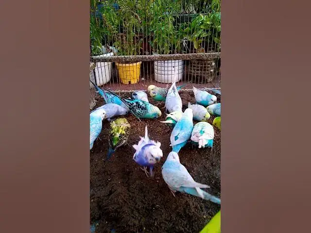 'Video thumbnail for This Amazon bird toy is SO COOL#birds#parrot #birdslover #budgis #lovebirds #budgiegar #cute #health'