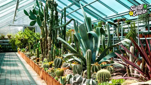 'Video thumbnail for 10 PLANTAS que ABSORBEN las MALAS ENERGÍAS en CASA 🔴 La Planta #3 y #8 Protegen el HOGAR 🟢'