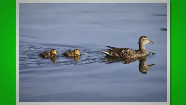 'Video thumbnail for Can Ducks Die From Loneliness? (Answer May Surprise You!) 2023 » Petybird.com'