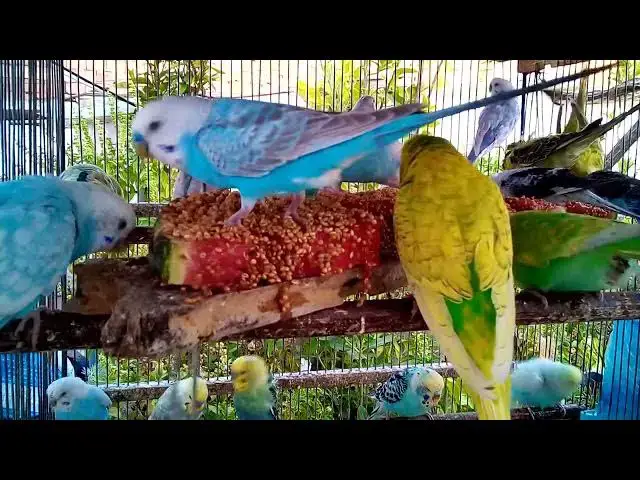 'Video thumbnail for セキセイインコの爆笑シーン!見たら元気が出る🐦😂【バードヘイブン】'