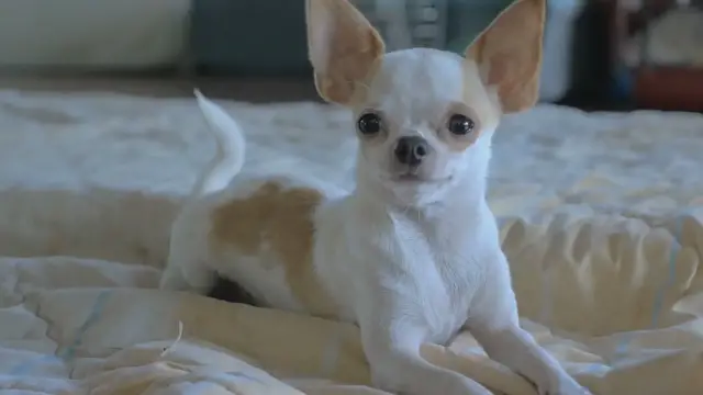 'Video thumbnail for Chihuahua Tails Unveiled: Debunking Myths and Revealing the Curly Tail Mystery'
