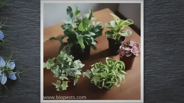 'Video thumbnail for You Can Mix Houseplants In 1 Pot! Here Are 10 Ideas'