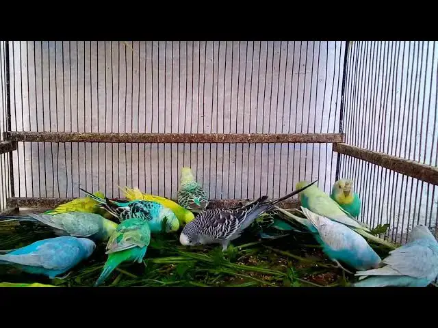 'Video thumbnail for 🛠️ Transforming a Budgie Cage in Chicago 🐤  Luxury Makeover on a Budget! 🏙️ #BudgieCageDIY #BirdC'
