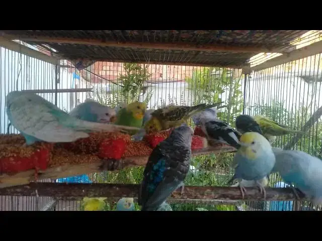 'Video thumbnail for Funniest Budgie Sounds Caught on Camera 😂🐦  Cutie Vibes Only!'
