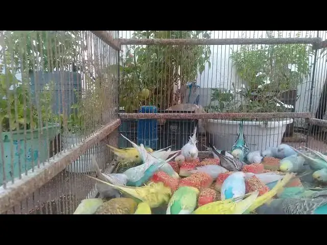 'Video thumbnail for Common Budgerigar Health Issues and How to Prevent Them!'