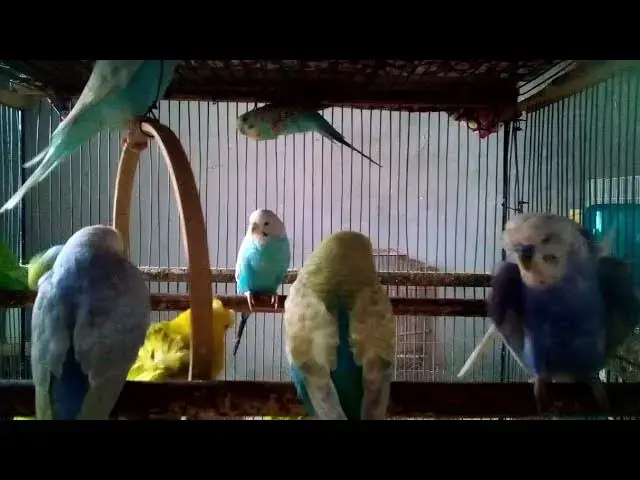 'Video thumbnail for 🎥 When Your Parrot Outsmarts You! 😱 Instant Classic!#FunnyBirds #ParrotFails #BirdLovers'