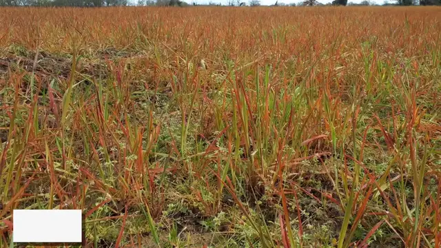 'Video thumbnail for Can Diesel Kill Weeds? Exploring Effectiveness and Risks'