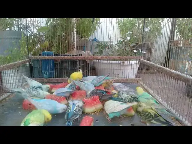 'Video thumbnail for How to Train Your Budgerigar Tips for Talking and Tricks!'