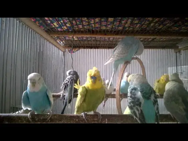 'Video thumbnail for Laugh, Smile, Repeat 🤭🐦  Funny Budgies Singing in Love'