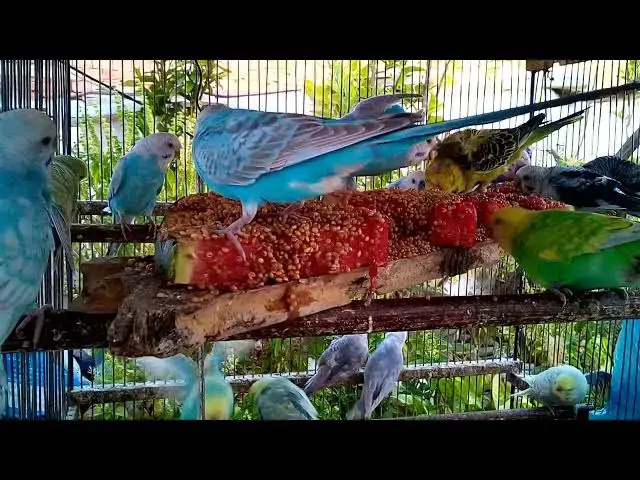 'Video thumbnail for Budgie LOVE + Cuteness Combo 💘🐤  You’ll Laugh & Smile Nonstop'