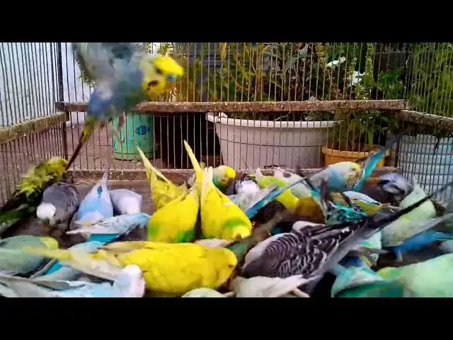 'Video thumbnail for インコってこんなに賢いの!?驚きのリアクション集😲'