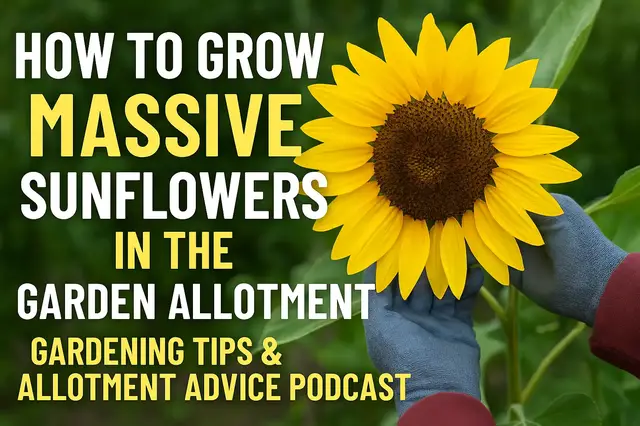 'Video thumbnail for How to grow massive sunflowers in the garden allotment | Gardening Tips & Allotment Advice Podcast'