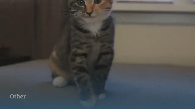 'Video thumbnail for Meet Little Maci – The New Two-Faced Kitten Is Born!'