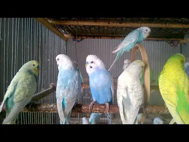 'Video thumbnail for 😍 Most Beautiful Budgie Colors in the World! 🌟🎨 #BudgieBeauty'