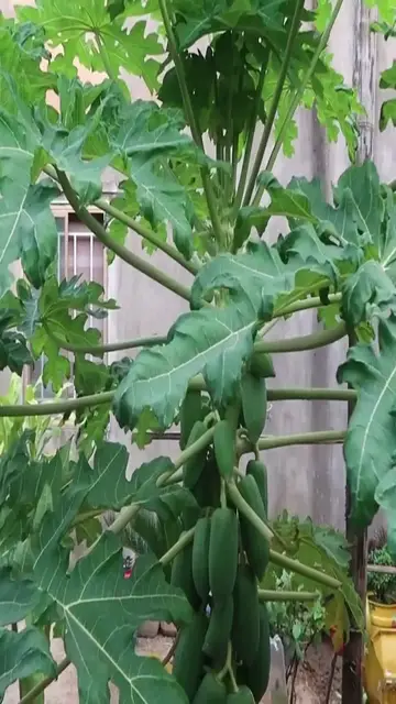 'Video thumbnail for Papaya stem'