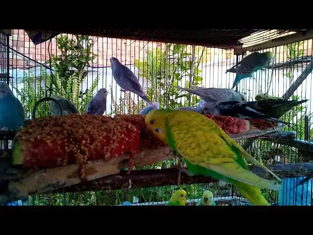 'Video thumbnail for Funny Budgie Dance Party 🕺🎉  Love & Laughter in Every Chirp'