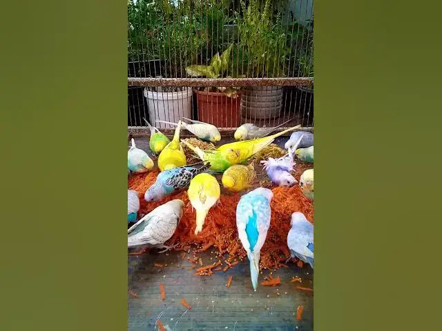 'Video thumbnail for This Amazon bird toy is SO COOL#birds#parrot #birdslover #budgis #lovebirds #budgiegar #cute #health'