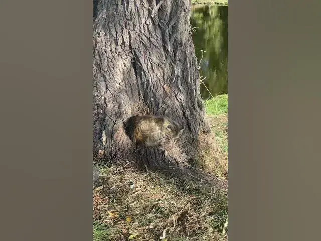 'Video thumbnail for Cute cat😍😘🥰#shorts'