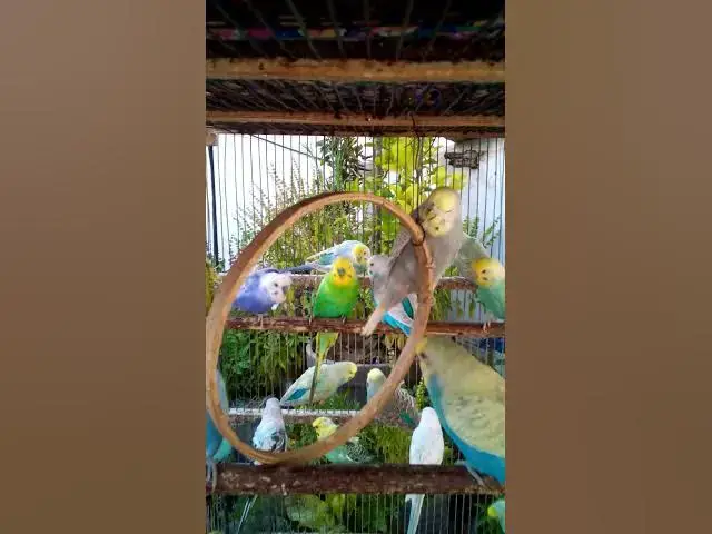 'Video thumbnail for This Amazon bird toy is SO COOL#birds#parrot #birdslover #budgis #lovebirds #budgiegar #cute #health'