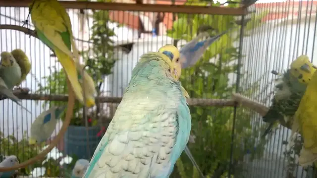 'Video thumbnail for Get Ready to Be Amazed Rare Budgie Colors You Never Knew Existed! 💚🥰'