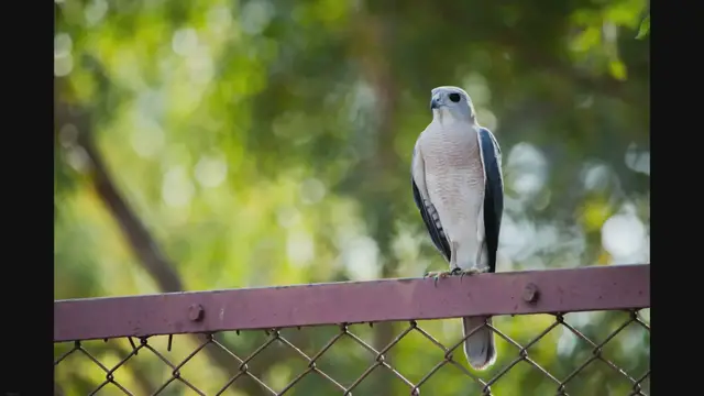 'Video thumbnail for The Top Bird Watching Binoculars: Enhance Your Avian Adventures'