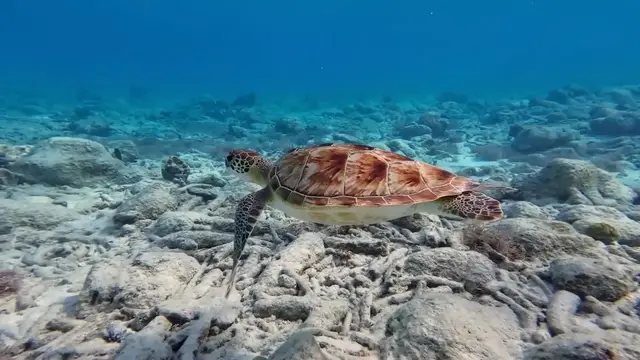 'Video thumbnail for San Diego's Ocean Temperatures: A Year-Round Guide'