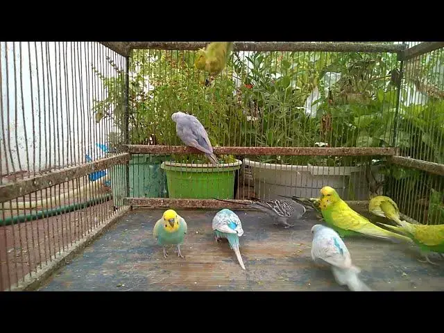 'Video thumbnail for 😂 インコの大失敗が神回に!🦜 視聴者続出の爆笑シーン!#オウム #鳥動画 #笑える'