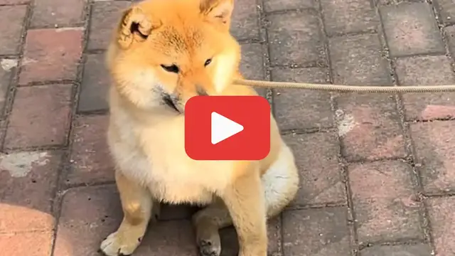 'Video thumbnail for Left to Suffer Alone, His Owner Chose Money Over Loyalty'