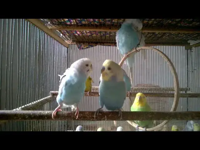 'Video thumbnail for Funny Budgie Noises Compilation   You'll Smile Instantly! 😂🐤 #FunnyBirds #BudgieLaughs'
