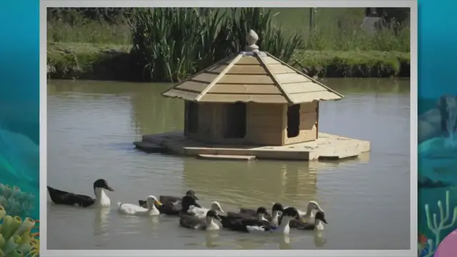'Video thumbnail for How To Keep Ducks Safe On A Pond? (8 Easiest Ways Ever!) 2023 » Petybird.com'