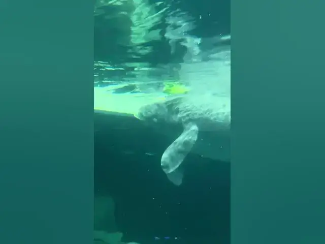 'Video thumbnail for DisneyWorld's CUTEST Residents Manatees at EPCOT's Seas Pavilion'