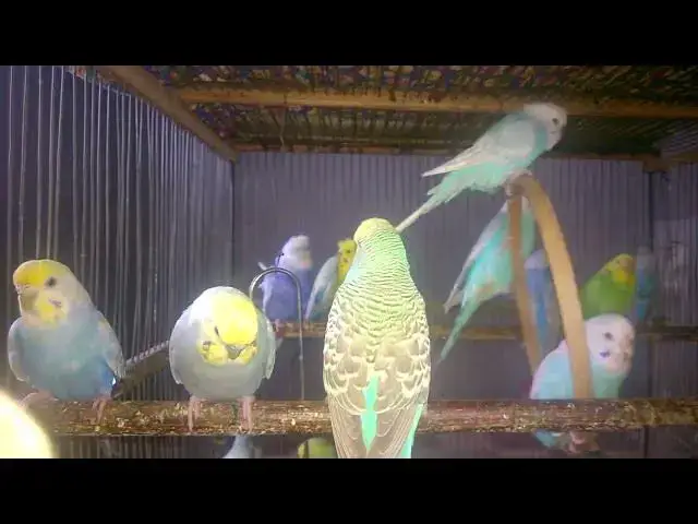 'Video thumbnail for Budgies That Sound Like Angels 👼✨  Parakeet Music Therapy'