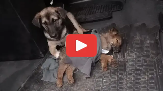 'Video thumbnail for Her Body Was Failing, but Her Tears Begged for Her Puppy’s Life'