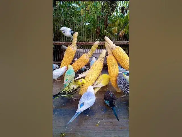 'Video thumbnail for This Amazon bird toy is SO COOL#birds#parrot #birdslover #budgis #lovebirds #budgiegar #cute #health'