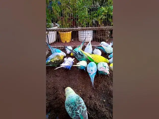 'Video thumbnail for This Amazon bird toy is SO COOL#birds#parrot #birdslover #budgis #lovebirds #budgiegar #cute #health'
