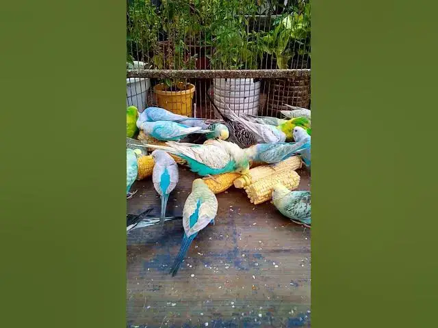 'Video thumbnail for This Amazon bird toy is SO COOL#birds#parrot #birdslover #budgis #lovebirds #budgiegar #cute #health'