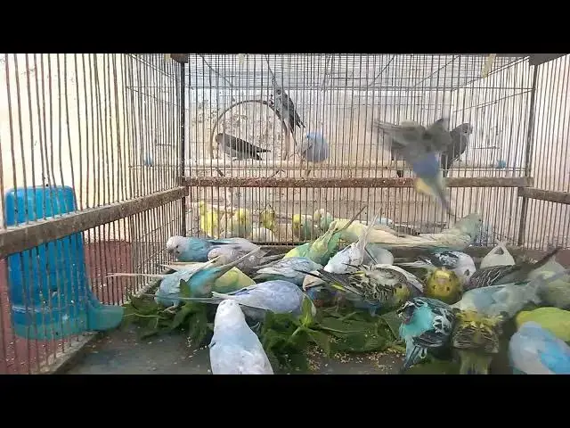 'Video thumbnail for When Budgies Get Silly H'