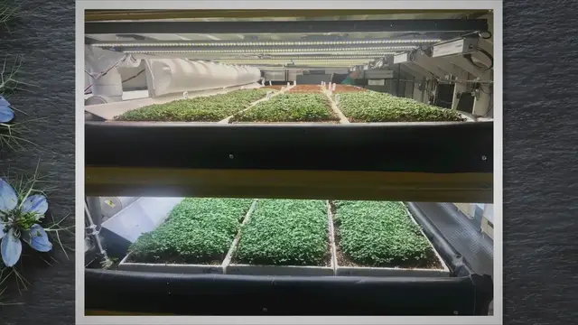 'Video thumbnail for How To Grow Lupine Microgreens: Fast and Easy'