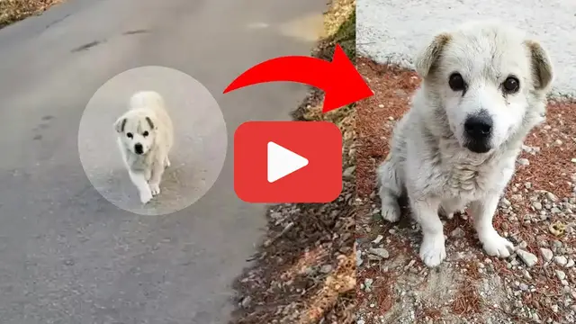 'Video thumbnail for Elderly Dog Trails Behind Me—The Heartbreaking Truth About His Owner'