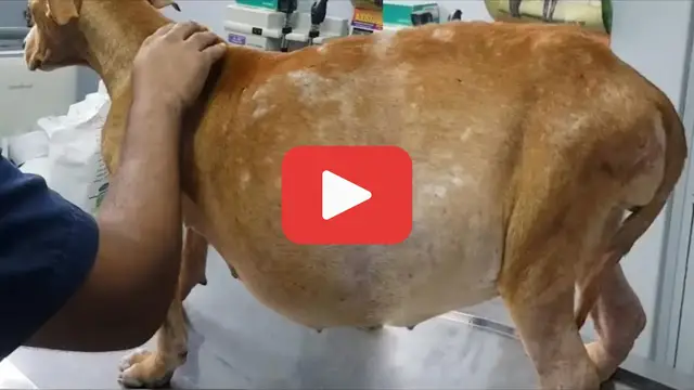 'Video thumbnail for She Endured 3 Draining Surgeries—Now She’s Living Her Best Life'
