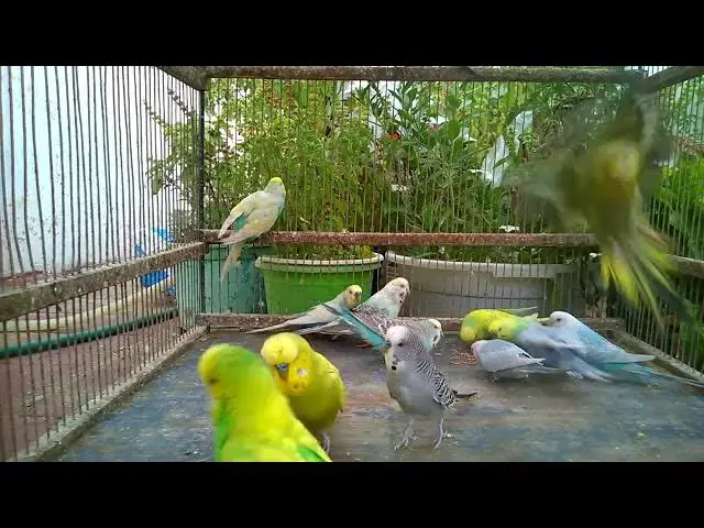 'Video thumbnail for 🦜 人間言葉を完コピ!😲 インコの驚異の学習能力#オウム #鳥 #能力'